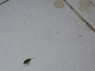 مكافحة صراصير المطبخ