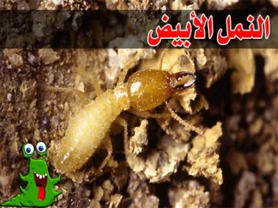 مكافحة النمل الأبيض
