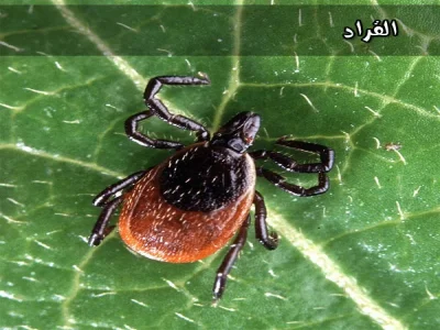 أمراض تنقلها الحشرات