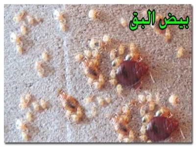 علامات بق الفراش