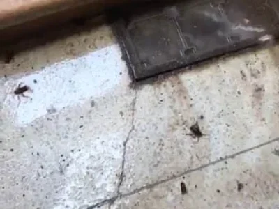السيطرة على الآفات