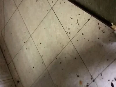 فيديو مكافحة حشرات بالكويت