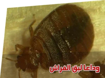عروض مكافحة حشرات
