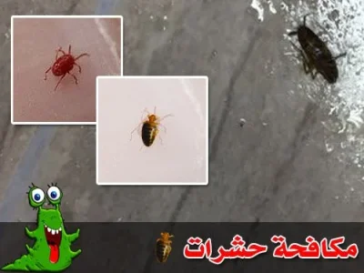 مكافحة حشرات المنزل