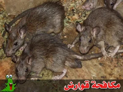 مكافحة القوارض