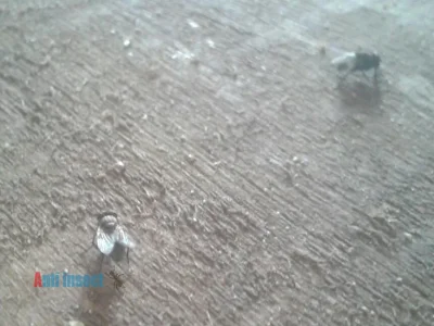 مكافحة حشرات المنزل الضارة