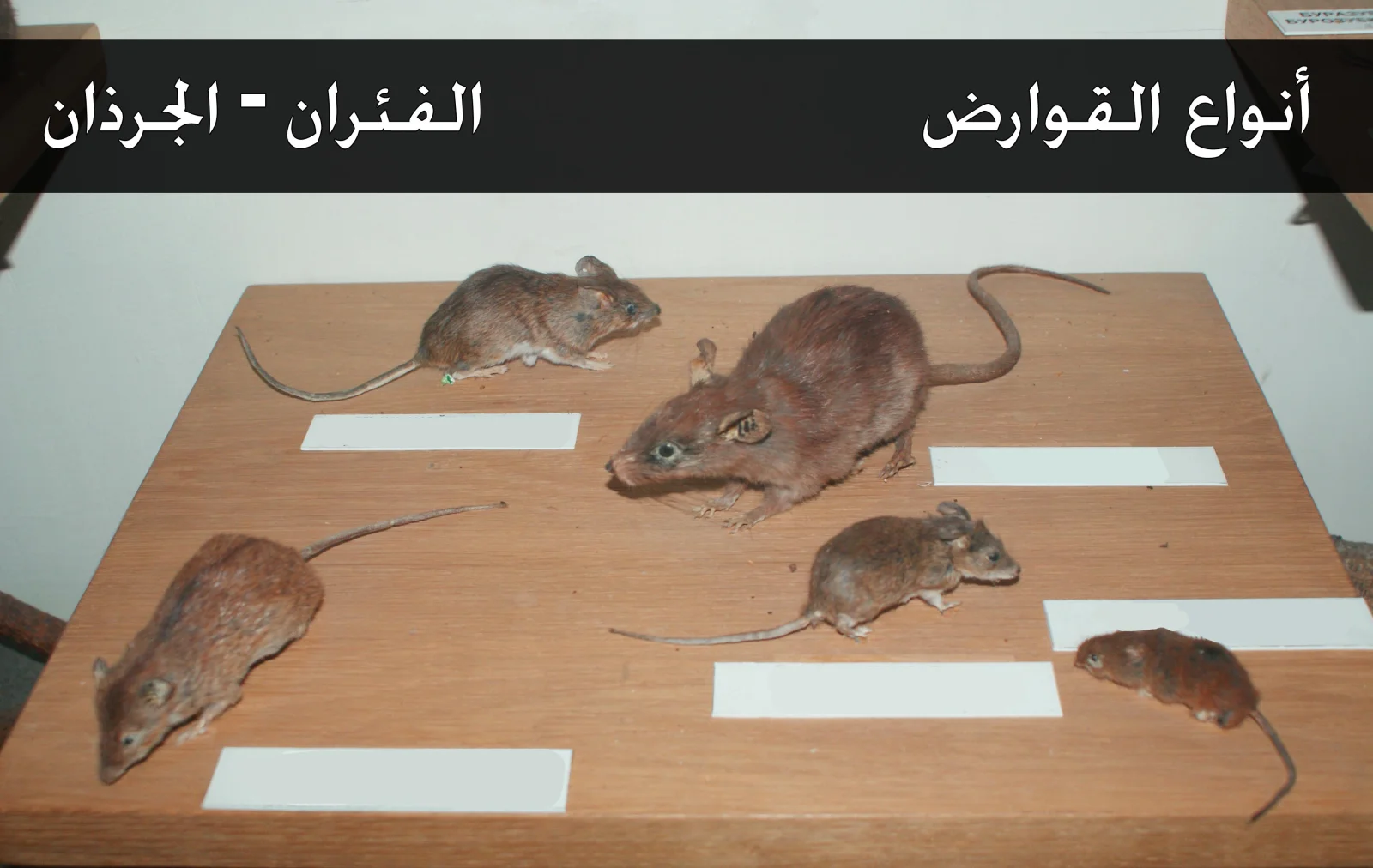 مكافحة الفئران