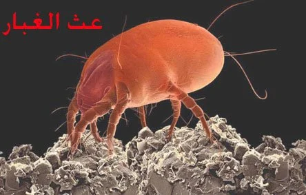 مكافحة عث الغبار