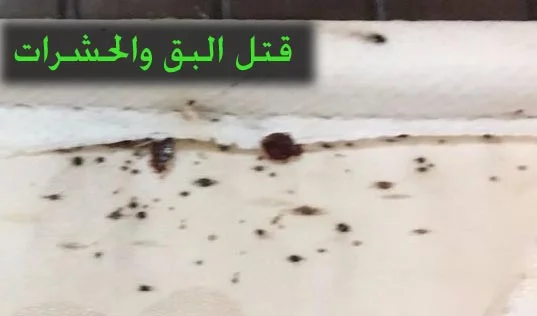 خطوات مكافحة بق الفراش