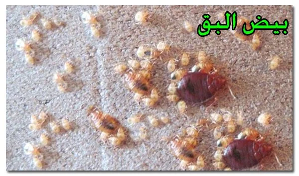 علامات بق الفراش