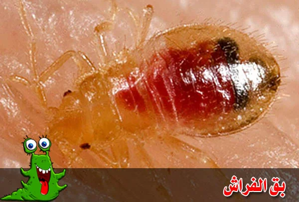 مكافحة البق ولسعاته