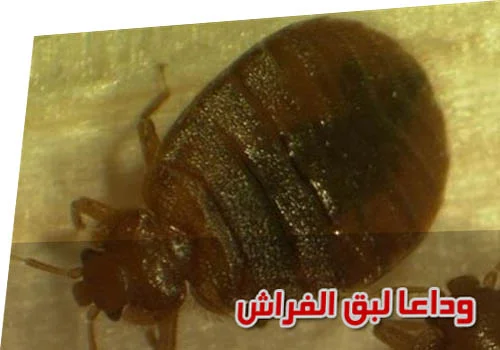 عروض مكافحة حشرات