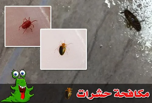 مكافحة حشرات المنزل