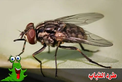 موسم الذباب في الكويت