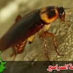 مكافحة الصراصير والحشرات بالكويت 55933871
