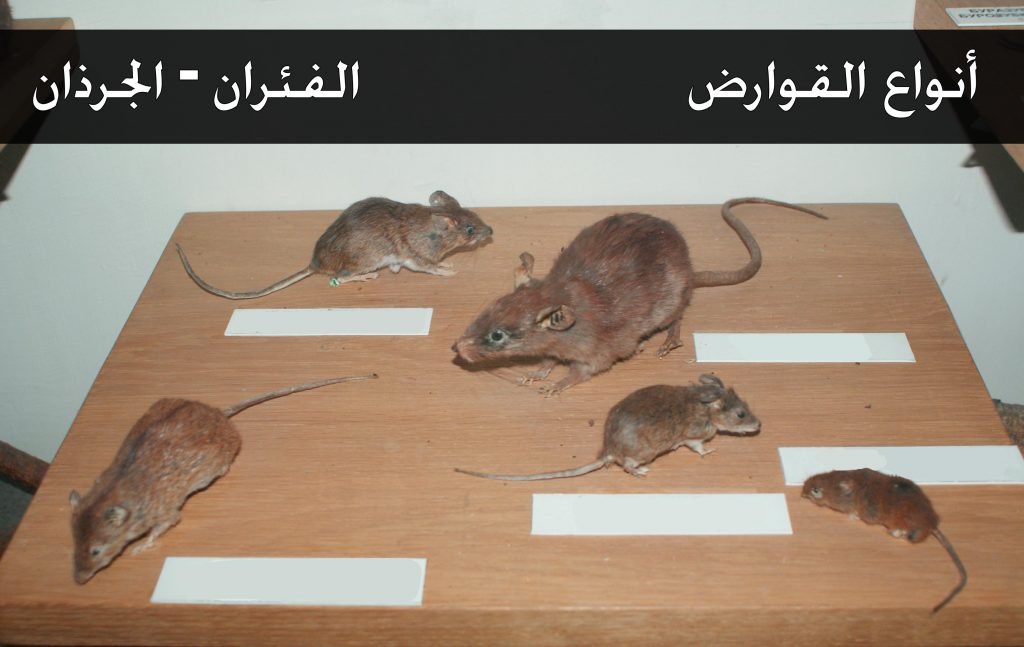 القوراض والفئران