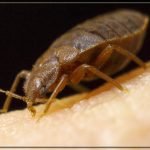 مكافحة حشرات البق – كيف تقضي على بق الفراش