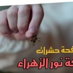 22 طريقة مكافحة حشرات جديدة