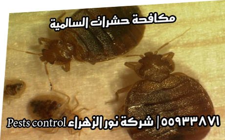 مكافحة حشرات السالمية