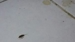 الصراصير الألمانية الصغيرة المنتشرة بالمطابخ