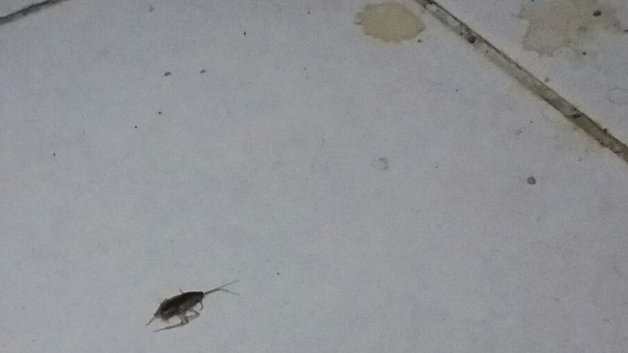 الصراصير الألمانية الصغيرة المنتشرة بالمطابخ