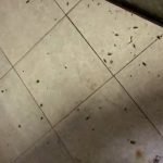 فيديو أعمال مكافحة حشرات بالكويت